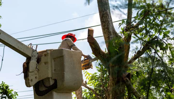 eugene tree service