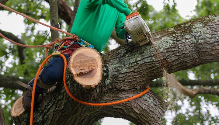 eugene tree service