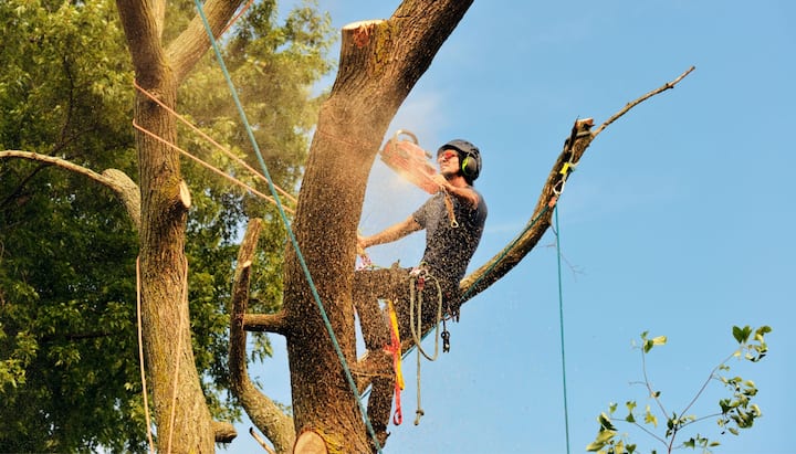 eugene tree service