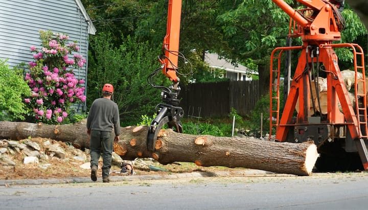 tree service eugene