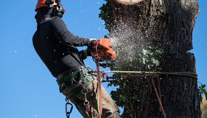 tree service eugene